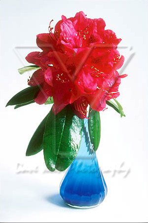 Flower in Blue Vase